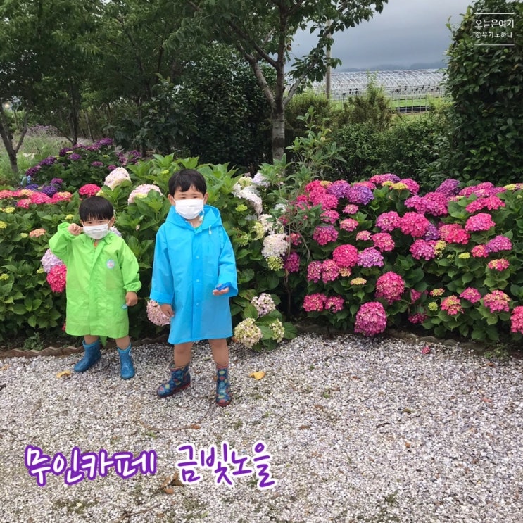 부산 강서구 가볼만한곳 무인카페 금빛노을 수국 구경은 덤!!