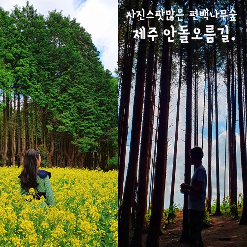 제주 안돌오름 비밀의숲(편백나무숲)-송당무끈모루코스. 사진명소+스냅사진찍기 좋은 곳 : 네이버 블로그