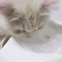 고양이 급수기 펫디아 옹달샘 누가와서 먹나요