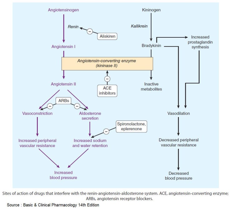 CCB ACE Angiotensin video-calcium-channel-blockers-nursing-pharmacology