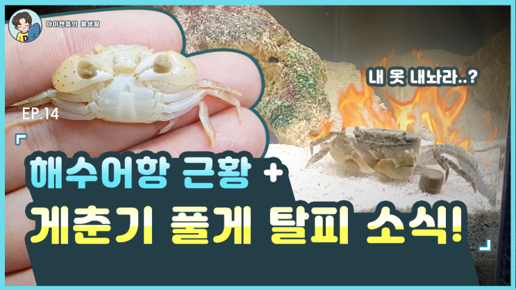 “또 탈피?! 바위게 ‘풀게’ 탈피 장면 포착!” : 네이버 블로그