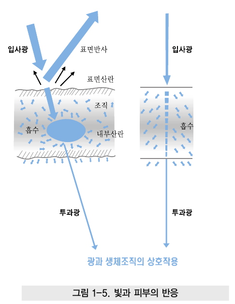 빛 흡수