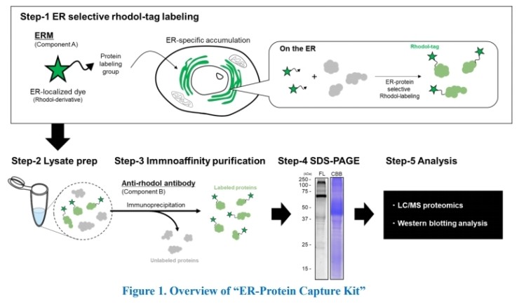 [ER 스트레스 연구/세포 소포체 단백질 연구/분석 키트] ER-Protein Capture Kit [FDV-0039 ...