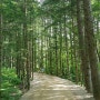 산림욕하기 좋은곳 방아다리 전나무숲길