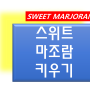 허브 키우기- 허브 스위트 마조람(SWEET MARJORAM 키우기