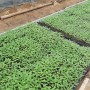 유기농 검은깨 재배 - 솎아내기, 잎마름병 방제