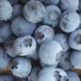 블루베리 키우기, 10대 슈퍼 푸드 블루베리 수확