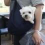 울산/경주/부산 애견 동반 식당 투개더 : 강아지에게 특별한 추억을 선물하세요!