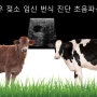 한우 젖소 임신 번식 진단 초음파 – 이지스캔고 (Easi-Scan :GO)
