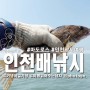 [인천배낚시] 인천 연안부두 마도로스 선상 바다 낚시