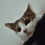 고양이 눈색 변화, 아기고양이 눈 색깔이 바뀌는 이유(feat. 오드아이)