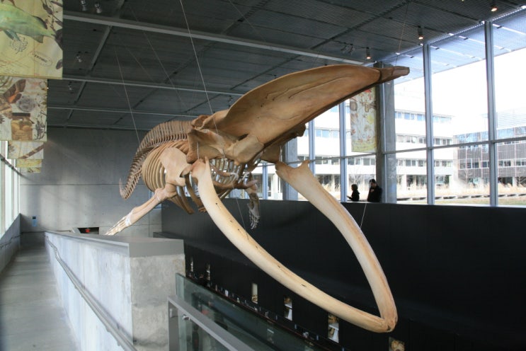 비티 생물 다양성 박물관 Beaty Biodiversity Museum