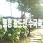 통영 광도천 수국축제 지금이 만개 6.26