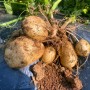 완두콩에 이어 4월에 심은 감자 수확 -> 2.5Kg 심어 14Kg 수확