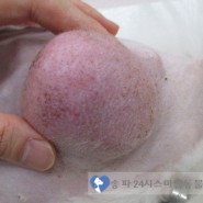 22살 강아지 유방암 / 강아지 유방암 수술