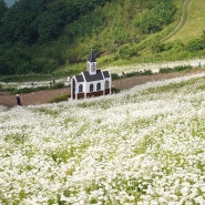 평창 사진명소 청옥산 육백마지기 환상적인 샤스타데이지꽃밭