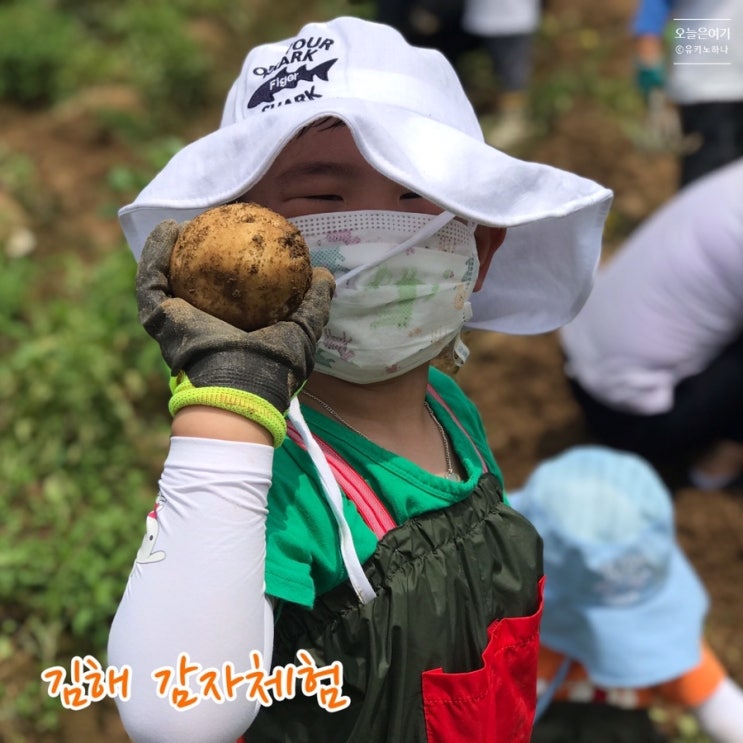 김해 감자체험 소민농장 아이들과 재방문했어요!