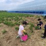 [경기도 아이와 갈만한 곳] 감자캐기 체험농장 아기농부
