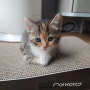 [고양이가정분양] 먼치킨 숏레그 "벨루띠"