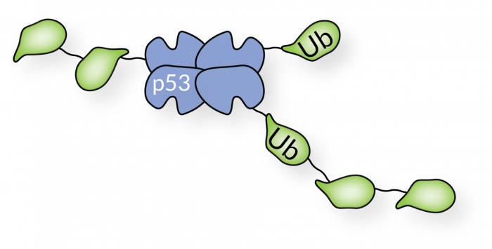 [UB DECONJUGATION/UBIQUITINATED-SUBSTRATES] His6-Poly-Ubiquitinated p53 ...