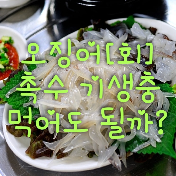 오징어[회] 촉수 기생충 [아니사키스] 먹어도 될까? : 네이버 블로그