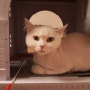네버랜드 타운 고양이 캣타워 사용 한달 후기