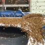 집나온 벌들(분봉난 벌)