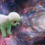 방구석 세계여행 2편 :) 비숑 강아지 만두는 우주여행 중 | 크로마키 합성 | 영상 편집에 사용하는 모바일앱 소개