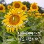 제주도 7월 가볼만한곳 만개한 김경숙 해바라기 농장