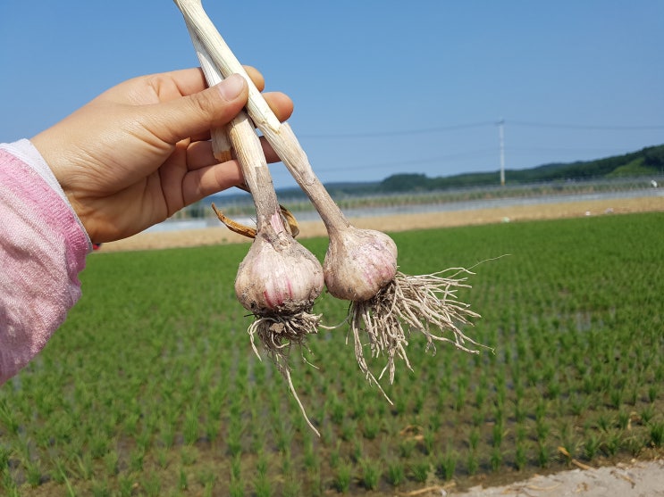 의성마늘 수확 직거래 판매 가격 : 네이버 블로그