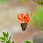뱀눈그늘나비 - 털중나리 나나벌이난초 큰까치수염[7월에 피는 꽃]