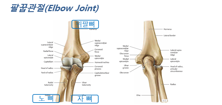 팔꿉관절(Elbow Joint)의 구조와 움직임 : 네이버 블로그