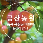 자두와 살구의 조화 플럼코트 하모니