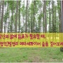 [영덕] 벌영리 메타세콰이어 숲을 걷다