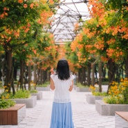 7월은 능소화 계절 -부천중앙공원에 만개