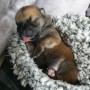 [새끼강아지 인공포유]생후 2주간의 기록/귀여운 강아지/강아지 힐링사진