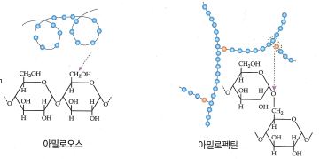 아밀로펙틴 구조