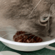 [고양이간식캔] 여름철 고양이 영양보충 와그와그 리코캔 하나로!(참치연어맛)