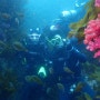 제주도다이빙| 블루인다이브 7월 9일 문섬 체험다이빙