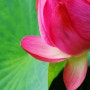 꽃사진 연꽃 (Lotus) 수원탑동시민농장