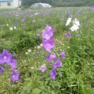 장마철 잡초관리, 도라지밭