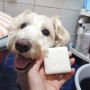강아지비누 마라피키 천연샴푸 순해서 넘좋아 강아지목욕 필수템