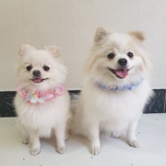 강아지 곱창 케이프💖💙