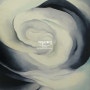 [갤러리] 조지아 오키프 작품, 추상 흰 장미