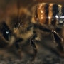 꿀벌의 죽음, 풍요의 종말