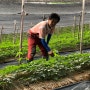 [창진담/인삼밭]너무나도 잘 커주는 아이들