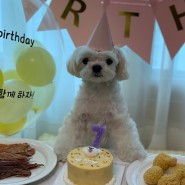 [강아지 생일파티] 쭈의 7살 생일에 초대합니다~