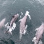 아이와함께하는 제주도 여행 3박4일 일정(제주도맛집, 제주 9.81파크, 폴개블루베리농장, 제주 M1971 돌고래 요트투어, 아침미소목장)