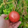 옥상텃밭 ㅡ 토마토 재배