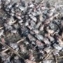 월학 개구리농장 북방산 개구리 양식 모습.(20.07.18)